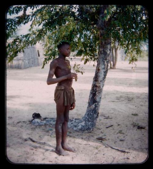 Boy holding a twig with chaou nuts