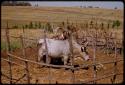 Man standing with his bull