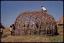 Hut, under construction