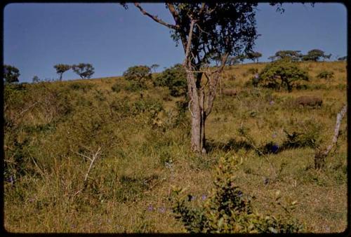 White rhinos