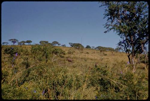 White rhinos