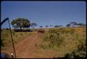 White rhino standing and eating in a road