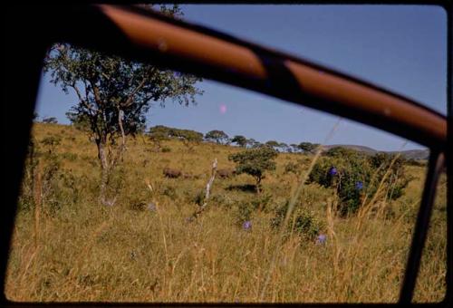 White rhinos