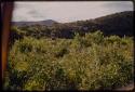 Black rhino behind foliage