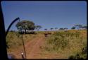 White rhinos standing in a road