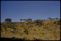 Landscape, grass and trees