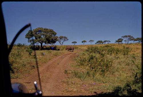 White rhinos