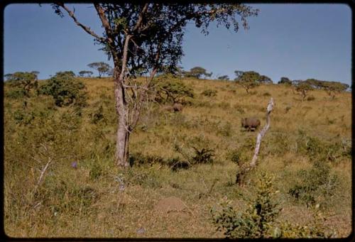 White rhinos