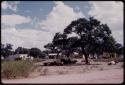 Houses and cattle