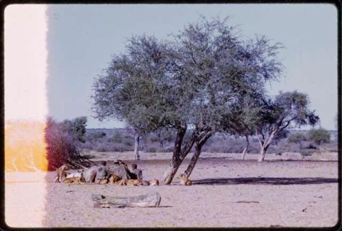 Men sitting in a circle, dogs near by (image partially obscured)