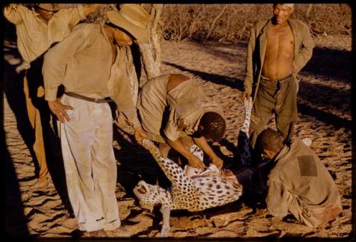 Person skinning a leopard