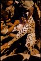 Person skinning a leopard, close-up