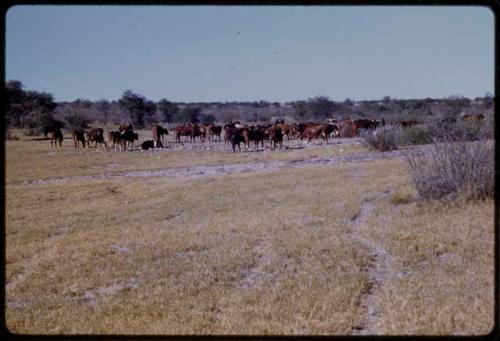 People at a waterhole with cattle, seen from a distance