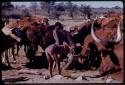 Man at a waterhole with cattle