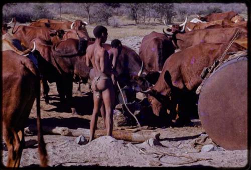 Men at a waterhole with cattle