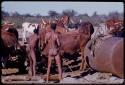 Men at a waterhole with cattle