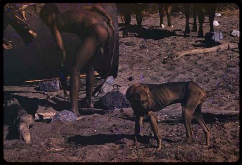 Men at a waterhole with a dog and cattle