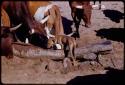 Dog and cattle at a waterhole