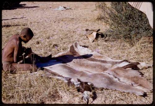 ǂGasa scraping a hide