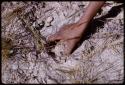 Person's hand picking up a truffle