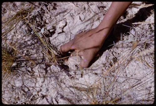 Person's hand picking up a truffle