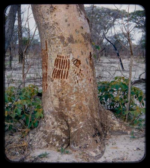 "Manghetti" Drawings: Drawings on mangetti trees, made by young girls on female mangetti trees, representing their aprons and the scarification on their legs