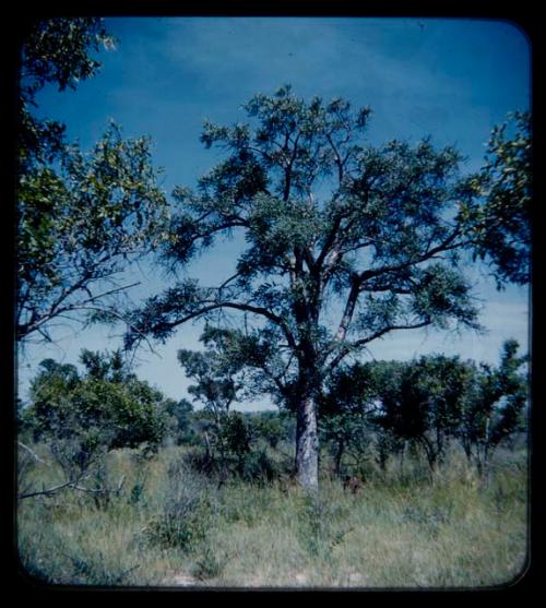 Poison: Grass and trees