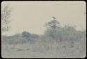 Dead cattle in distance, with a vulture flying in the sky