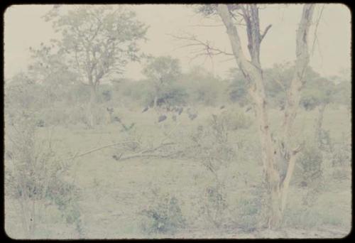 Distant view of dead cattle