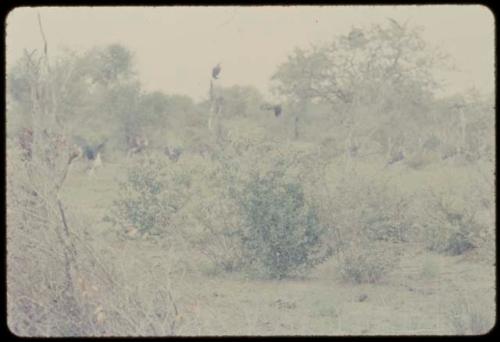 Distant view of dead cattle, with vultures hovering above them