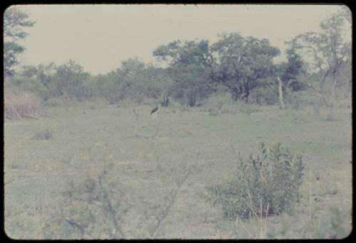 Distant view of dead cattle and vultures