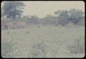 Distant view of dead cattle and vultures