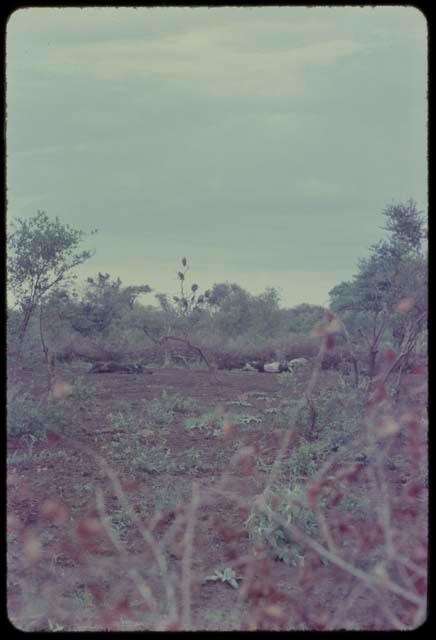 Trees and plants