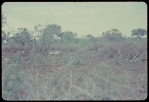 Trees and plants, with dead cattle lying on the ground