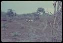 Trees and plants, with dead cattle lying on the ground