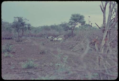 Trees and plants, with dead cattle lying on the ground