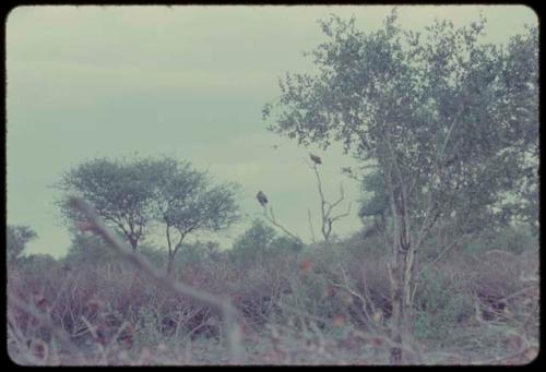 Trees and plants, with birds sitting on branches