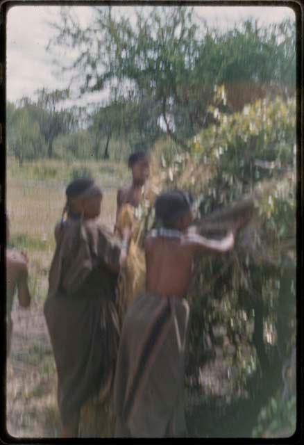 Women putting grass on skerm