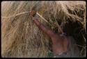 //Kushay tying grass on a skerm, seen from behind