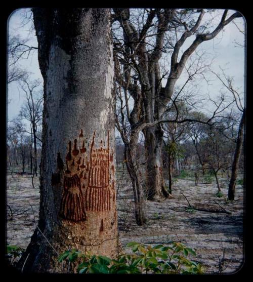 "Manghetti" Drawings: Drawings on mangetti trees, made by young girls on female mangetti trees, representing their aprons and the scarification on their legs