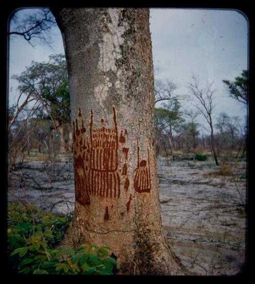 "Manghetti" Drawings: Drawings on mangetti trees, made by young girls on female mangetti trees, representing their aprons and the scarification on their legs