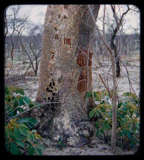 "Manghetti" Drawings: Drawings on mangetti trees, made by young girls on female mangetti trees, representing their aprons and the scarification on their legs