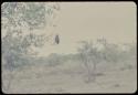 Distant view of dead cattle, with a vulture hovering above them