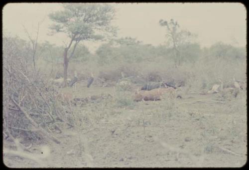 Distant view of dead cattle and vultures