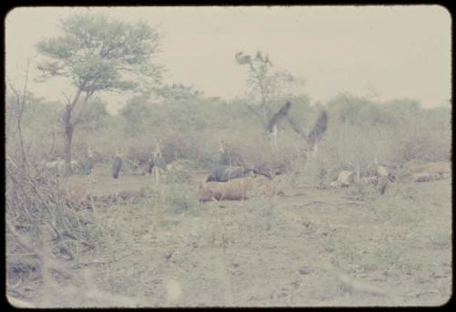 Distant view of dead cattle and vultures