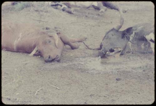 Dead cattle lying on the ground