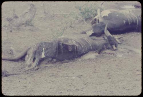 Dead cattle lying on the ground