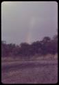 Trees and plants, with a rainbow in the sky