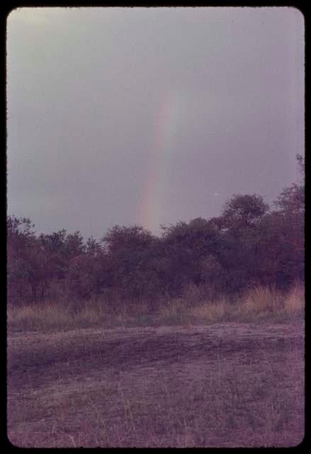 Trees and plants, with a rainbow in the sky