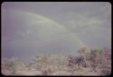 Trees and plants, with a rainbow in the sky